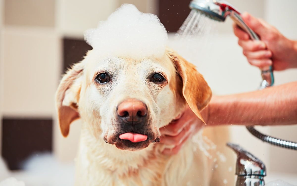 Aquecedor a gás para Pet Shop: O uso de água quente para o banho de animais de estimação